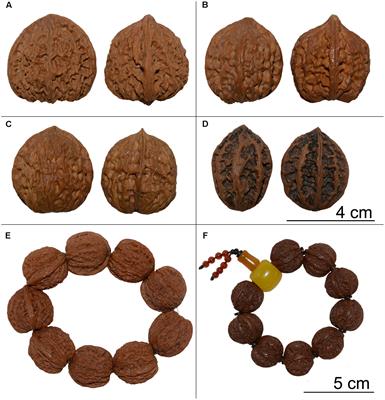 Unveiling the Identity of Wenwan Walnuts and Phylogenetic Relationships of Asian Juglans Species Using Restriction Site-Associated DNA-Sequencing